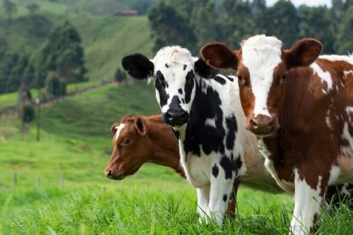 cows in field